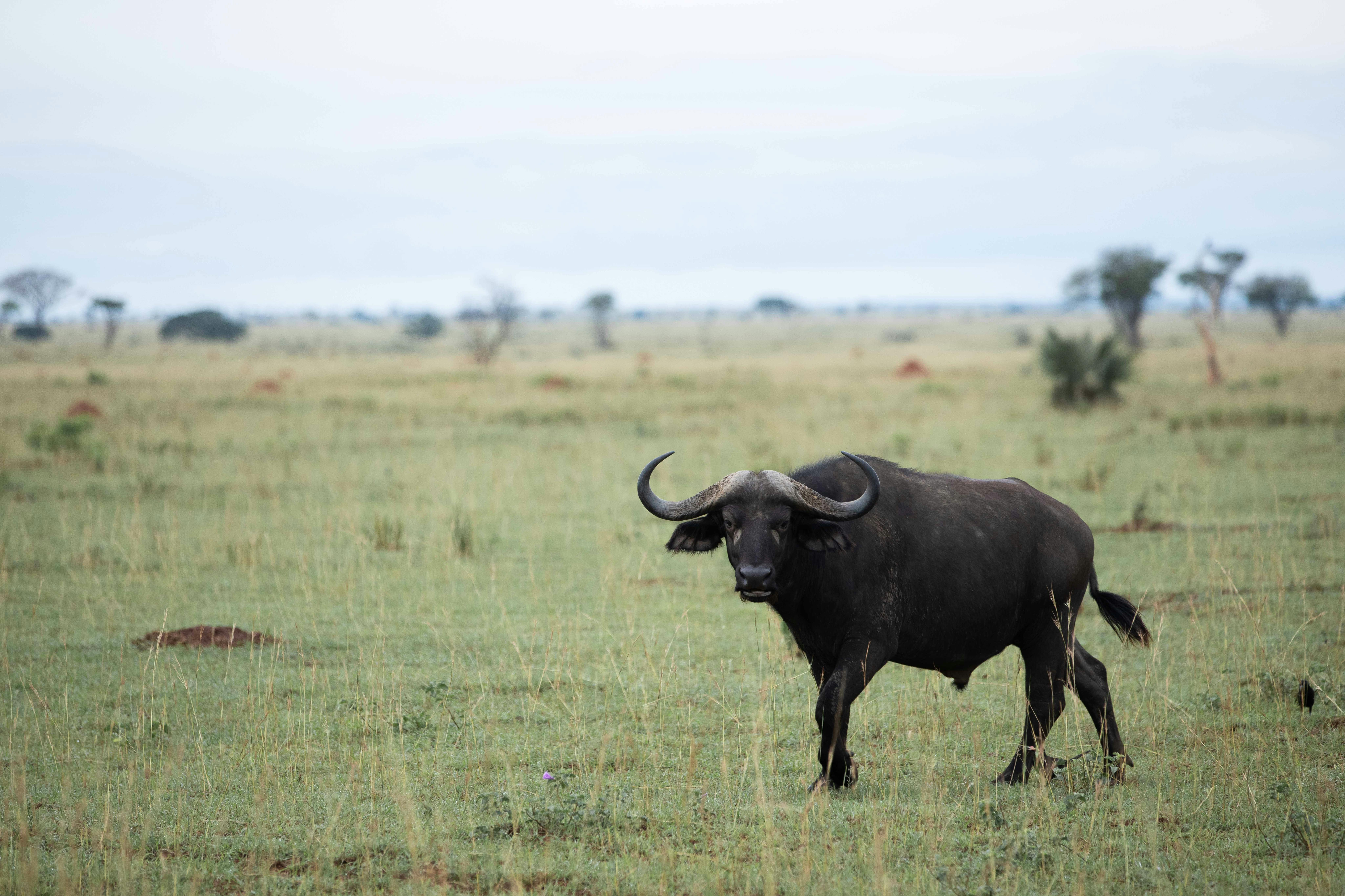 pexels-muwanguzi-isaac-459197912-30991594